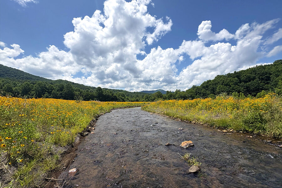 Falcon-02 Falcon Stream Mitigation Site
